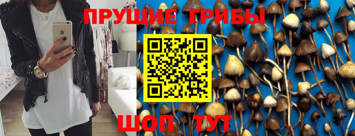 Тара  купить   Вход с VPN  Псилоцибиновые грибы мухоморы  Галлюциногенные грибы Cubensis 